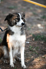 Border Collie jumping over the obstacle on dog agility sport competition.