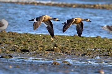 Crested Ducks in flight, early morning light, Argentina.