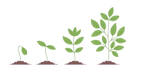 Tuinposter Plant growth stages. Planting tree. Vector editable infographic illustration. © ilyakalinin
