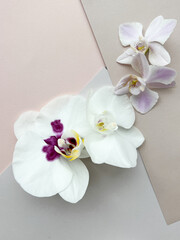 Orchid flowers flat lay, floral background 