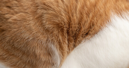 猫の毛　茶トラ白