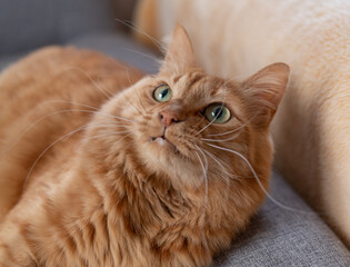 見つめる猫　茶トラ猫