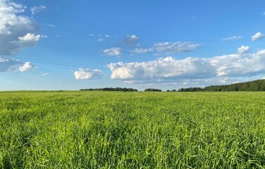 green field and blue sky