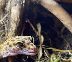 lizard gecko