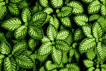 Fototapeta premium Leaves background wallpaper