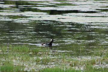 Female goose fetching stick for the nest. 