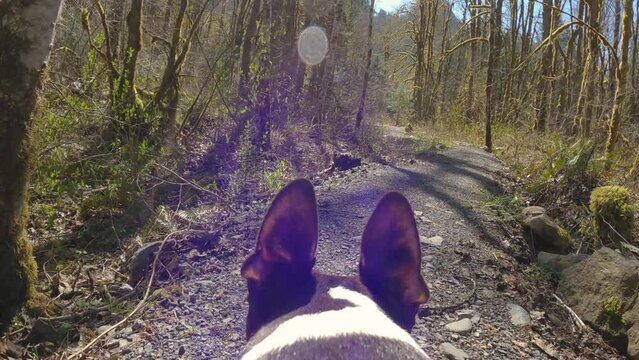 Boston Terrier Dog Perspective Hiking Nature Trail