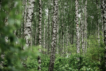 Fototapeta premium Birch summer forest in cloudy rainy weather