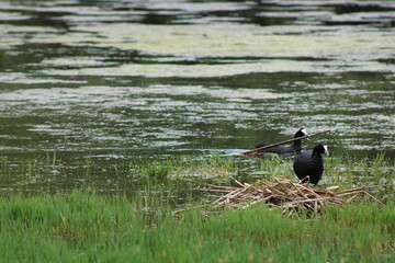 Geese nest building. 