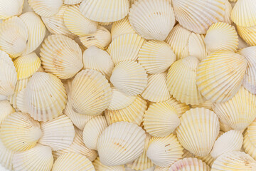 set of clam mollusc shells isolated on white background