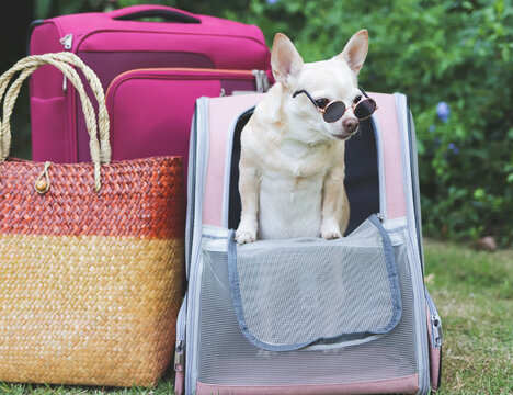 Brown Short Hair Chihuahua Dog  Wearing Sunglasses Standing  In Pet Carrier Backpack On Green Grass With Travel Accessories, Pink Luggage And  Woven Bag.