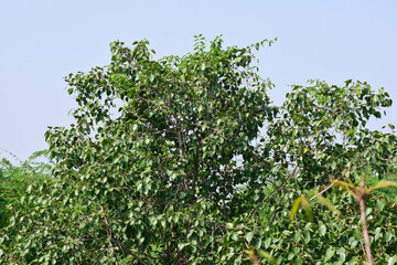 Fototapeta na wymiar Sacred fig leaf (Ficus religiosa L , Peepal Tree, Bodhi Tree, Bo Tree, Peepul ) in the forest