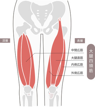 大腿四頭筋をわかりやすくあらわしたイラスト