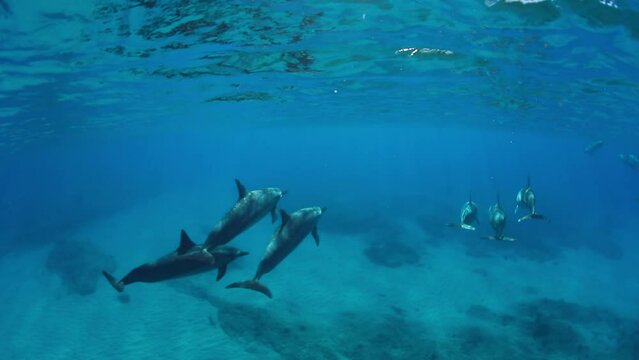 Slow Motion Shot Of Pods Of Delphinus Swimming In Blue Sea - Waikiki, Hawaii