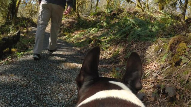 Dog Follows Hiker Wearing Camera Harness on Scenic Trail