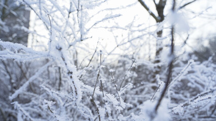 Branches under the snow in winter. Trees under weight of snow.