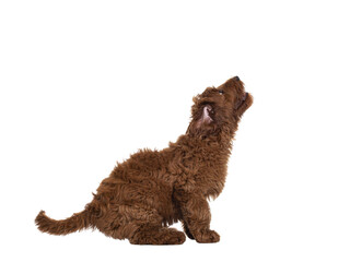 Side view of adorable red Cobberdog aka Labradoodle dog puppy, getting ready to jump.  Isolated...