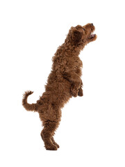 Side view of adorable red Cobberdog aka Labradoodle dog puppy, jumping up.  Isolated cutout on a...