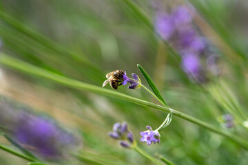 Abeille butinant de la lavande
