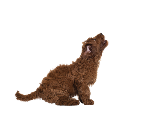 Side view of adorable red Cobberdog aka Labradoodle dog puppy, getting ready to jump.  Isolated cutout on a transparent background.