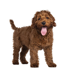 Adorable red Cobberdog aka Labradoodle dog puppy, standing side ways. Looking straight to camera, mouth slightly open. Isolated cutout on a transparent background.