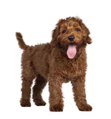 Foto op Aluminium Adorable red Cobberdog aka Labradoodle dog puppy, standing side ways. Looking straight to camera, mouth slightly open. Isolated cutout on a transparent background. © Nynke
