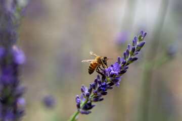 Abeille butinant de la lavande