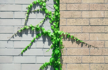 Brick wall with green vine creeper background, color toning applied.