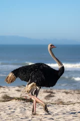 Tuinposter South African ostrich, black-necked ostrich, Cape ostrich or southern ostrich (Struthio camelus australis) on the beach with Table Mountain in the background. Yzerfontein. Western Cape. South Africa. © Roger de la Harpe