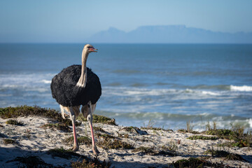 South African ostrich, black-necked ostrich, Cape ostrich or southern ostrich (Struthio camelus australis) on the beach with Table Mountain in the background. Yzerfontein. Western Cape. South Africa.