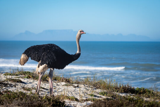 South African ostrich, black-necked ostrich, Cape ostrich or southern ostrich (Struthio camelus australis) on the beach with Table Mountain in the background. Yzerfontein. Western Cape. South Africa.