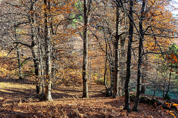 Obraz premium Otoño en el castañar