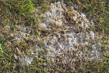 Snow mold in the grass, plant dissease. Gray snow mold (also called Typhula blight) is caused by...