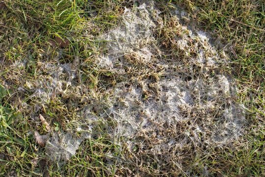 Snow mold in the grass, plant dissease. Gray snow mold (also called Typhula blight) is caused by Typhula spp.,