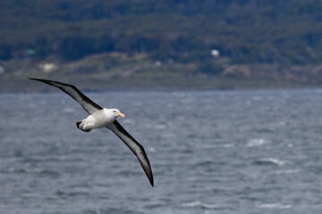 Fototapeta na wymiar Black-browed Albatross in flight in the Beagle Channel, Argentina.