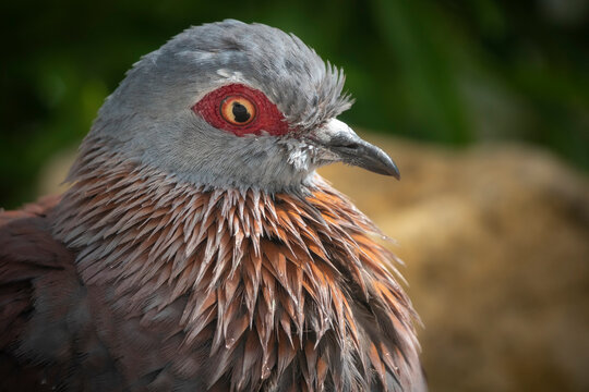 Speckled pigeon or African rock pigeon (Columba guinea). Hermanus, Whale Coast, Overberg, Western Cape, South Africa.