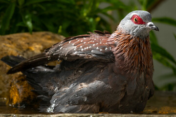 Speckled pigeon or African rock pigeon (Columba guinea) bathing in a garden birdbath. Hermanus, Whale Coast, Overberg, Western Cape, South Africa.