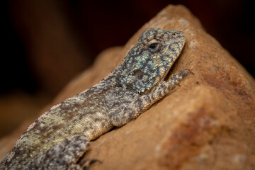 Southern rock agama or southern African rock agama (Agama atra). Hermanus, Whale Coast, Overberg, Western Cape, South Africa.