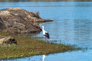 Storks colony in a protected area at Los Barruecos Natural Monument, Malpartida de Caceres,...