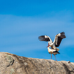White storks, Ciconia ciconia, mating at Los Barruecos, Malpartida de Caceres, Extremadura, Spain.