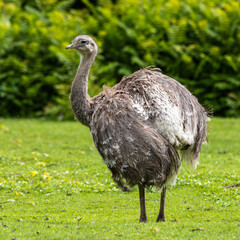 Darwin's rhea, Rhea pennata also known as the lesser rhea.