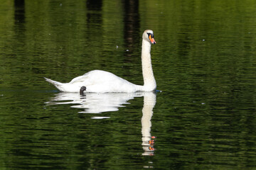 Fototapeta premium Mute swan, Cygnus olor swimming on a lake in Munich, Germany