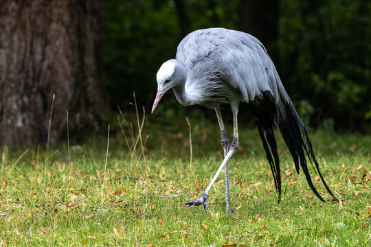 The Blue Crane, Grus paradisea, is an endangered bird