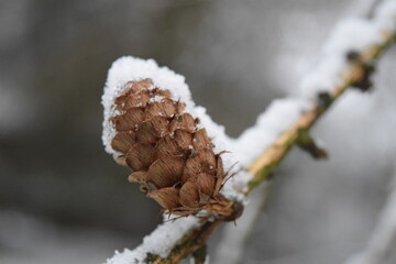 Snow covered pinecone
