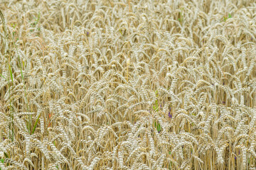 Field of ripe wheat. Organic wheat cultivation.