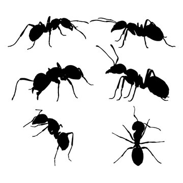 Set of silhouettes of ants vector design