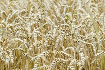 Golden ripe ears of wheat close-up