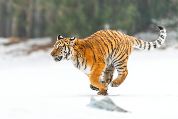 Fototapeta premium Siberian Tiger running in snow. Beautiful, dynamic and powerful photo of this majestic animal. Set in environment typical for this amazing animal. Birches and meadows