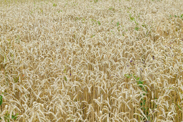 Field of ripe wheat. Organic wheat cultivation.