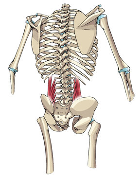 dibujo musculo cuadrado lumbar